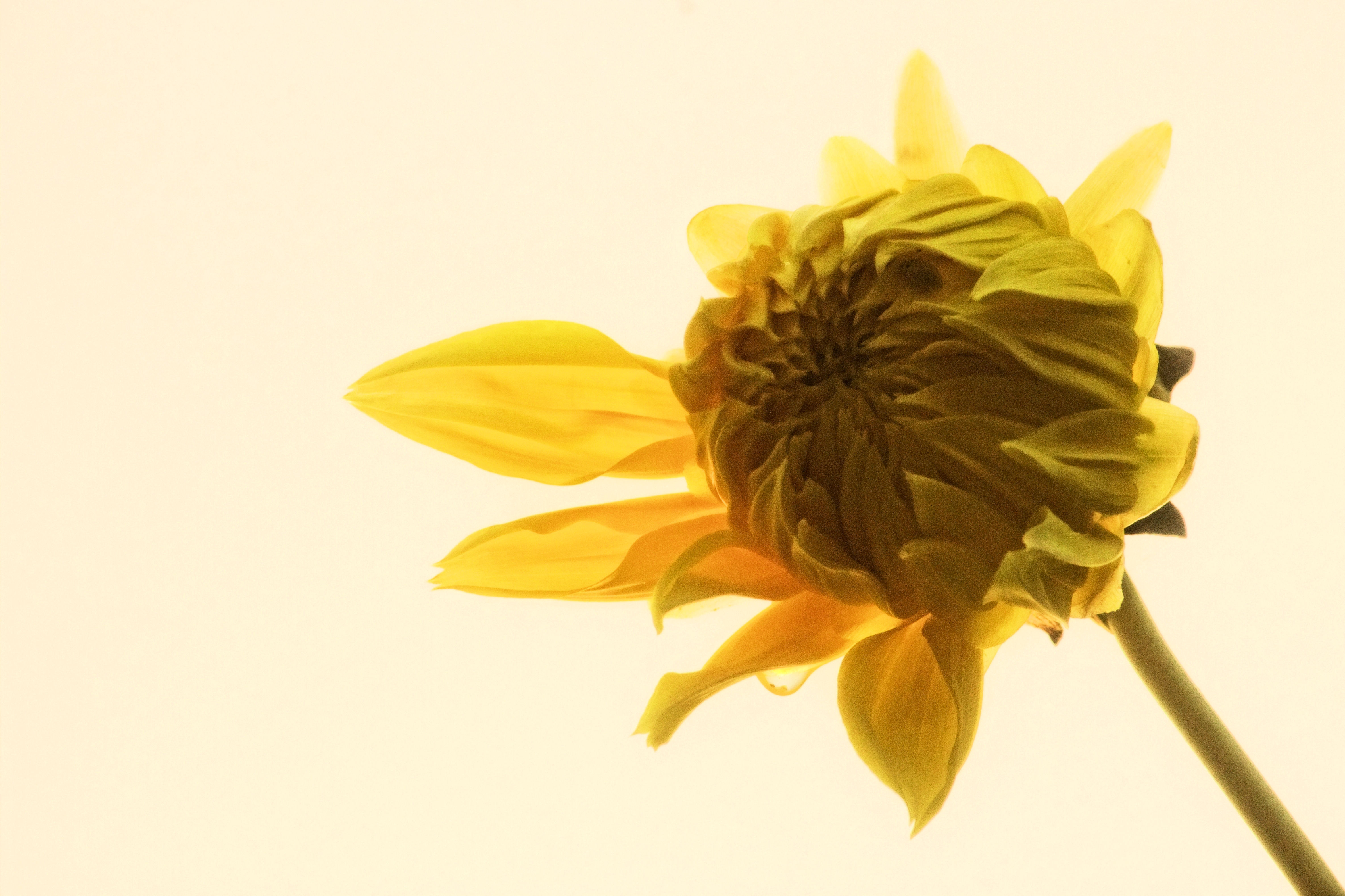 Absence and Greetings