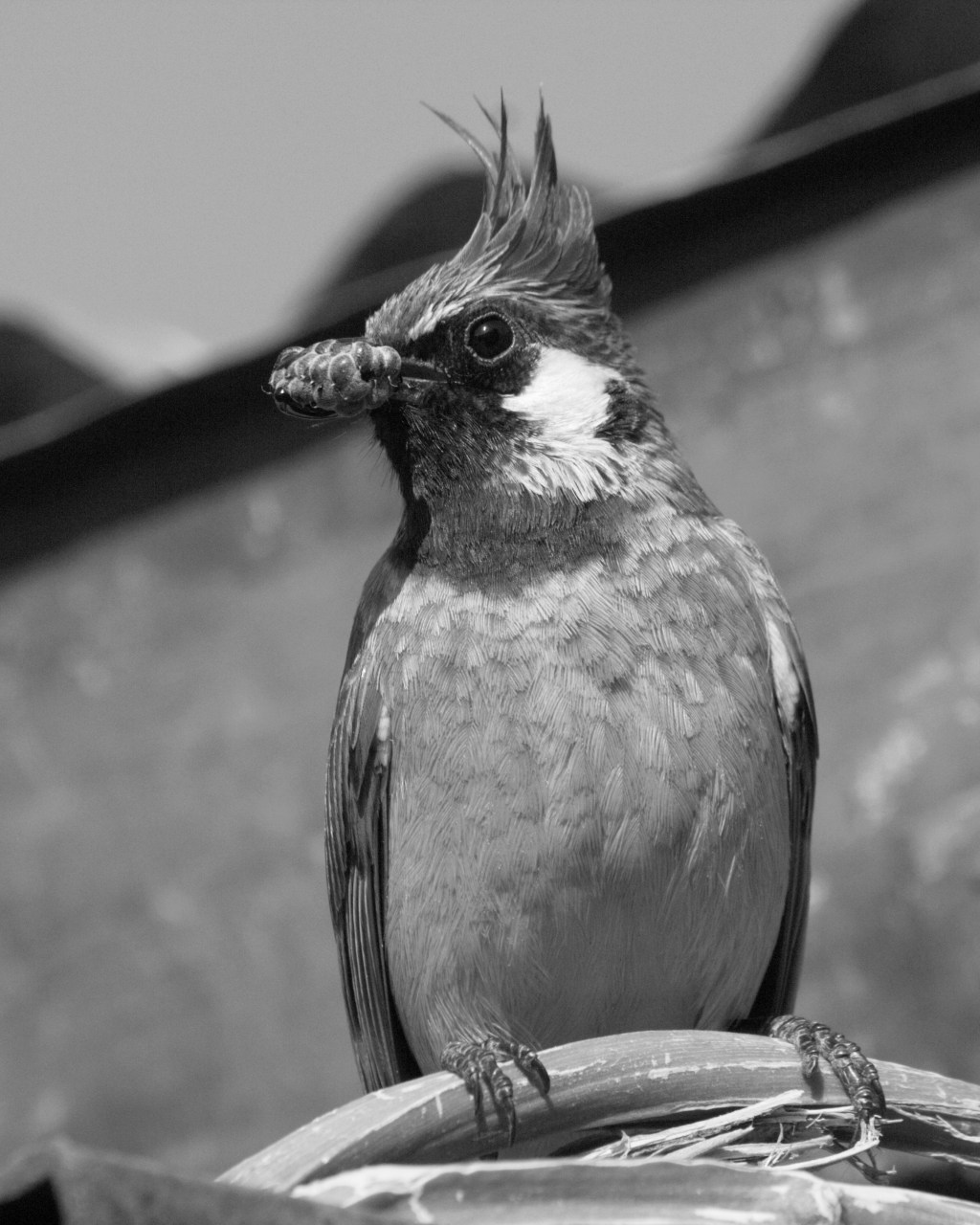 Mulberry for the&nbsp;Fledglings